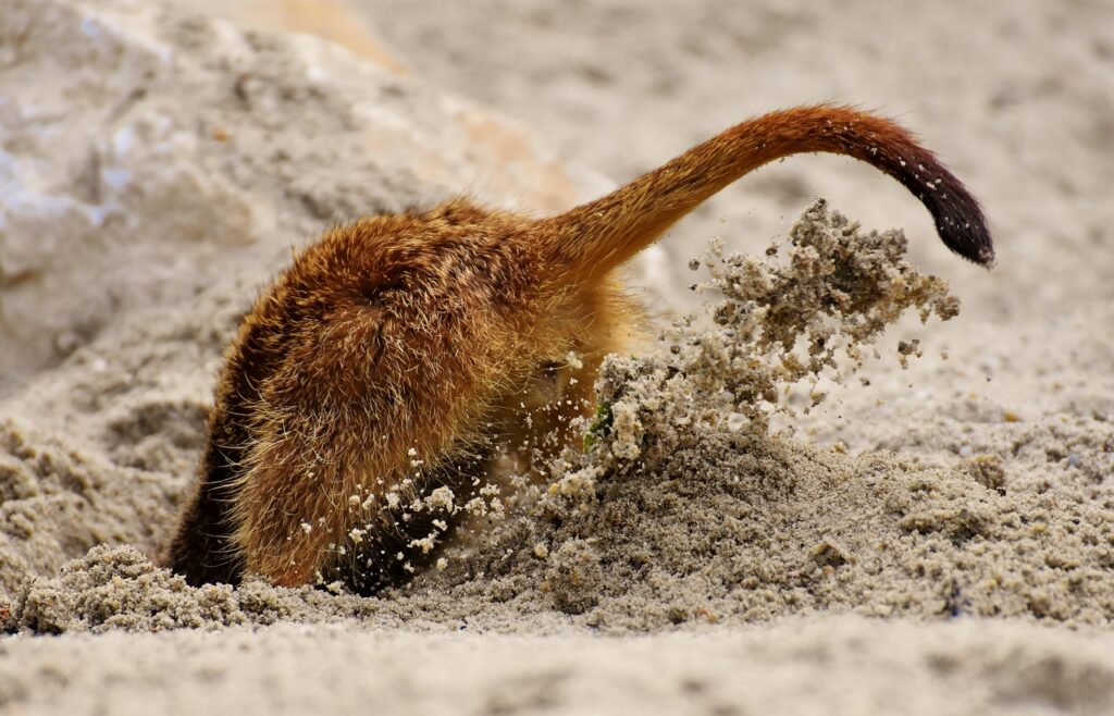Tierchen wühlt im Sand